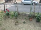 IMG (524)