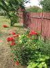 IMG (526)