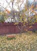 IMG (532)
