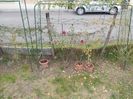 IMG (538)