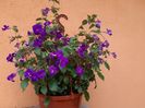 BriD’s Veilchenblau