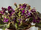 Purple Passion