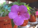 Old Pink Rose