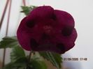 RF's  mexican Burgundy