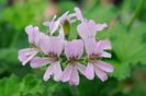 Pelargonium graveolens Attar of Roses