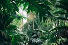 Jungle,Plants - Jungla Salbatica si Plantele ♥️♾