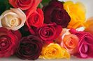 Roses - Trandafirii ♥️♾