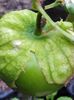 Tomatillo