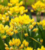 Bulbi Allium Moly (Ceapă decorativă)