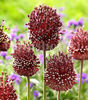 Bulbi Allium Red Mohican (Ceapă decorativă)