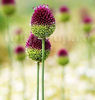 Bulbi Allium Sphaerocephalon (Ceapă decorativă)
