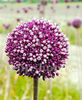 Bulbi Allium Summer Drummer (Ceapă decorativă)