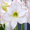Bulbi Amaryllis Picotee (Hipperastrum)