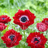 Bulbi Anemone Governor