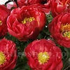 Bulbi Bujor Patio Moscow (Paeonia)
