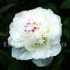 Bulbi Bujor Shirley Temple (Paeonia)