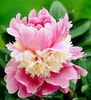Bulbi Bujor Sorbet (Paeonia)
