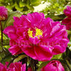 Bulbi Bujor Karl Rosenfield (Paeonia)