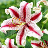 Bulbi Crin Dizzy (Lilium)