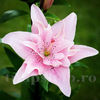 Bulbi Crin Elodie (Lilium)