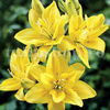 Bulbi Crin Fata Morgana (Lilium)