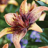 Bulbi Crin Tribal Dance (Lilium)