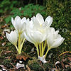 Bulbi Brândușe Album (Colchicum)