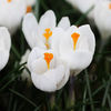 Bulbi Brândușe Jeanne d’Arc (Crocus)