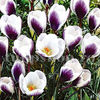 Bulbi Brândușe Prins Claus (Crocus)