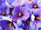 Bulbi Brândușe Sativus Șofran (Crocus)