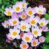 Bulbi Brândușe Sieberi Firefly (Crocus)