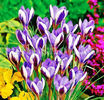 Bulbi Brândușe Spring Beauty (Crocus)