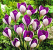 Bulbi Brândușe Vanguard (Crocus)