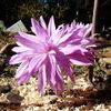 Bulbi Brândușe Waterlily (Colchicum)
