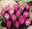 Bulbi Brândușe Zonatus (Crocus)