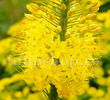 Bulbi Eremurus Bungei