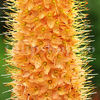 Bulbi Eremurus Cleopatra
