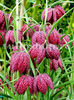 Bulbi Lalea Imperială Meleagris (Fritillaria)