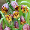 Bulbi Lalea Imperială Uva Vulpis (Fritillaria)