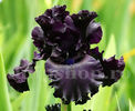 Bulbi Iris Black Night (Stânjenel)
