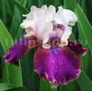 Bulbi Iris Burgermeister (Stânjenel)