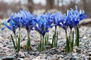 Bulbi Iris Harmony (Stânjenel)