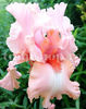 Bulbi Iris Pink Horizon (Stânjenel)