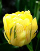 Bulbi Lalele Akebono (Tulip)