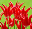 Bulbi Lalele Aladdin (Tulip)