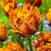 Bulbi Lalele Bastia (Tulip)