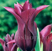 Bulbi Lalele Burgundy (Tulip)