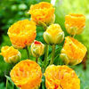 Bulbi Lalele Double Beauty of Apeldoorn (Tulip)