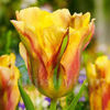 Bulbi Lalele Golden Artist (Tulip)