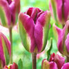 Bulbi Lalele Nightrider (Tulip)